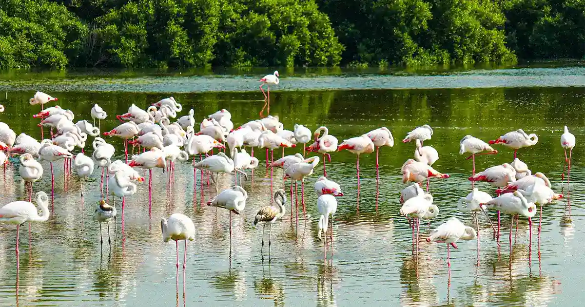 Ras Al Khor Wildlife Sanctuary