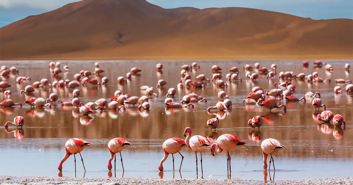 Hidden Attractions in Dubai That Kids Will Love 2 Al Marmoom Desert Conservation Reserve)
